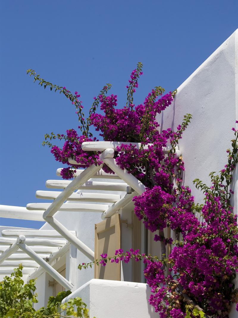 Vanilla Hotel Ornos  Exterior photo
